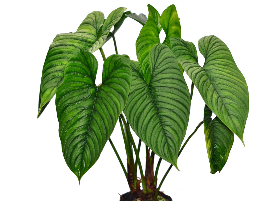 Philodendron furcatum