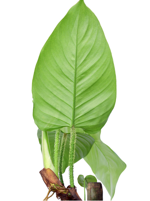 Philodendron genevieveanum