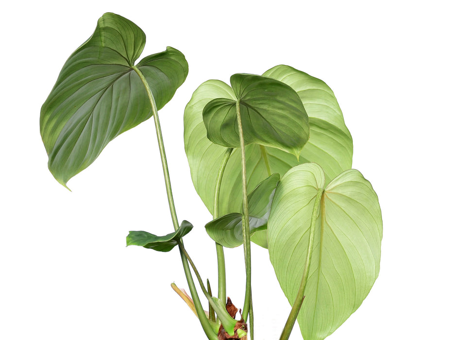 Philodendron gloriosum verde