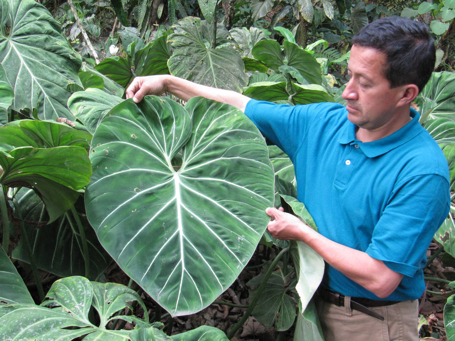 Philodendron gloriosum