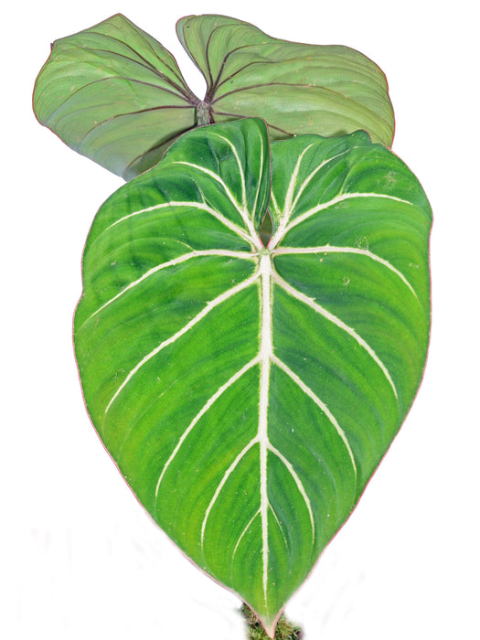 Philodendron gloriosum