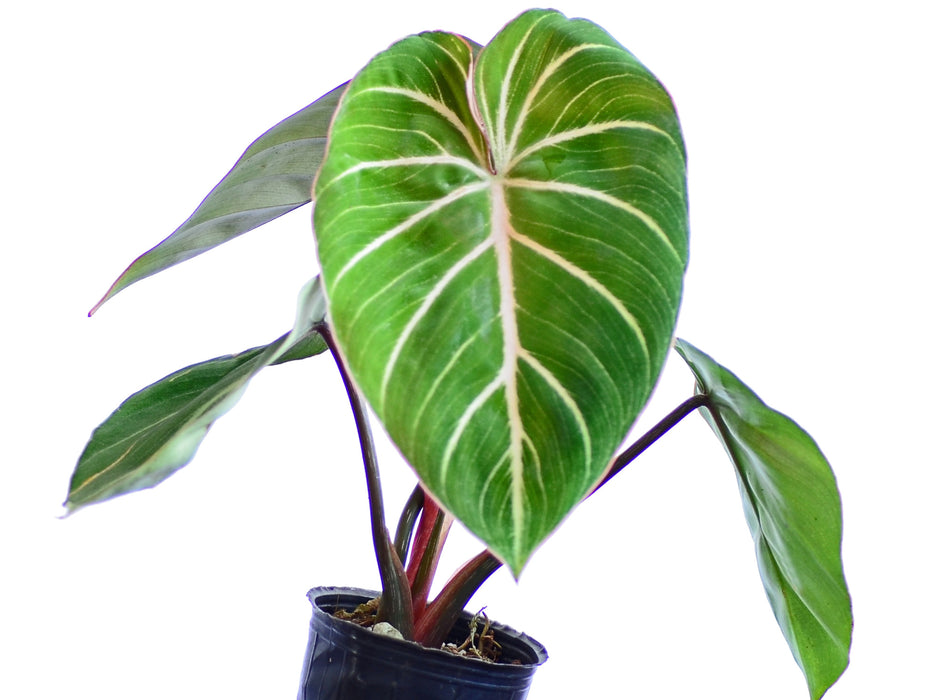 Philodendron gloriosum