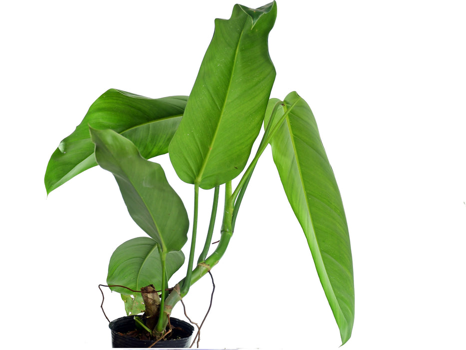 Philodendron lehmannii