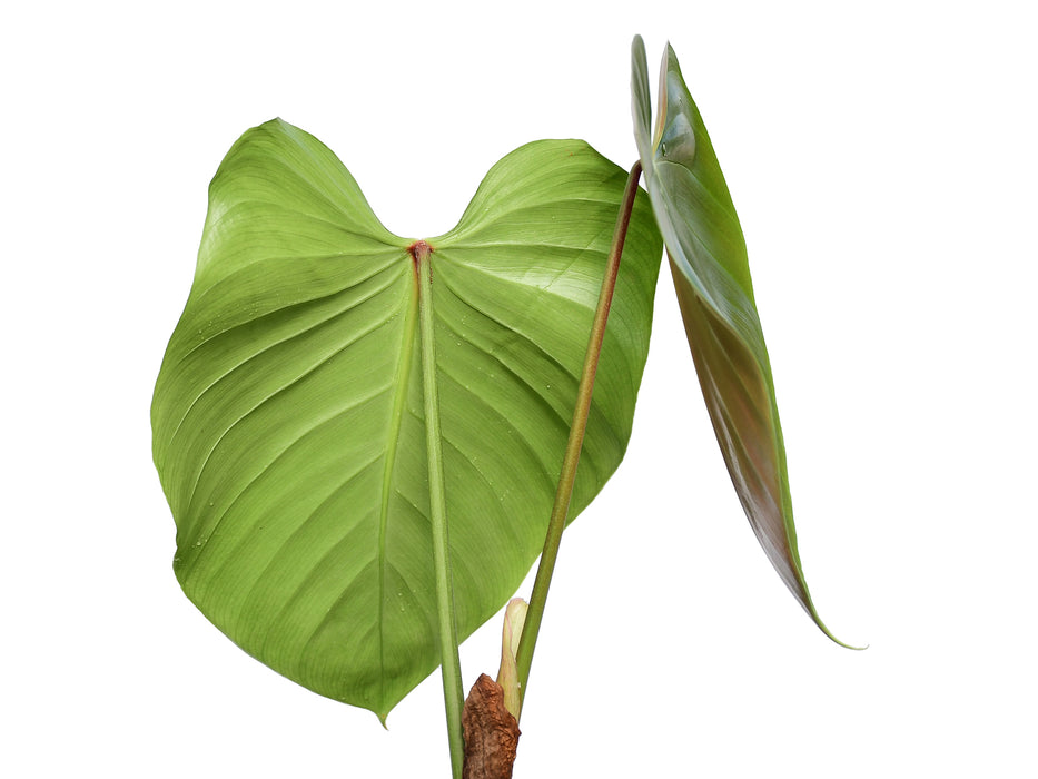 Philodendron lynamii