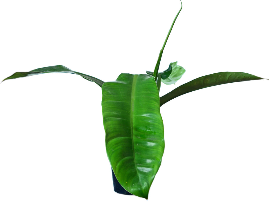 Philodendron longilaminatum aff