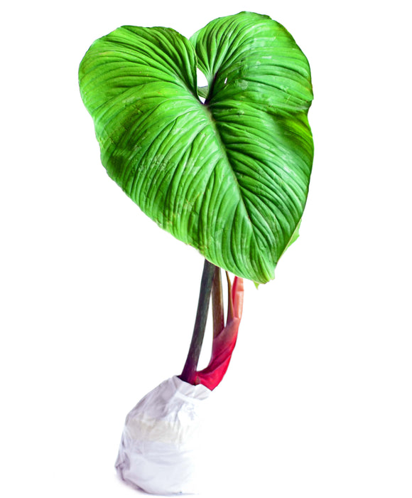 Philodendron mamei