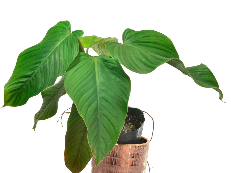 Philodendron melanoneuron