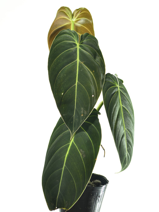 Philodendron melanochrysum