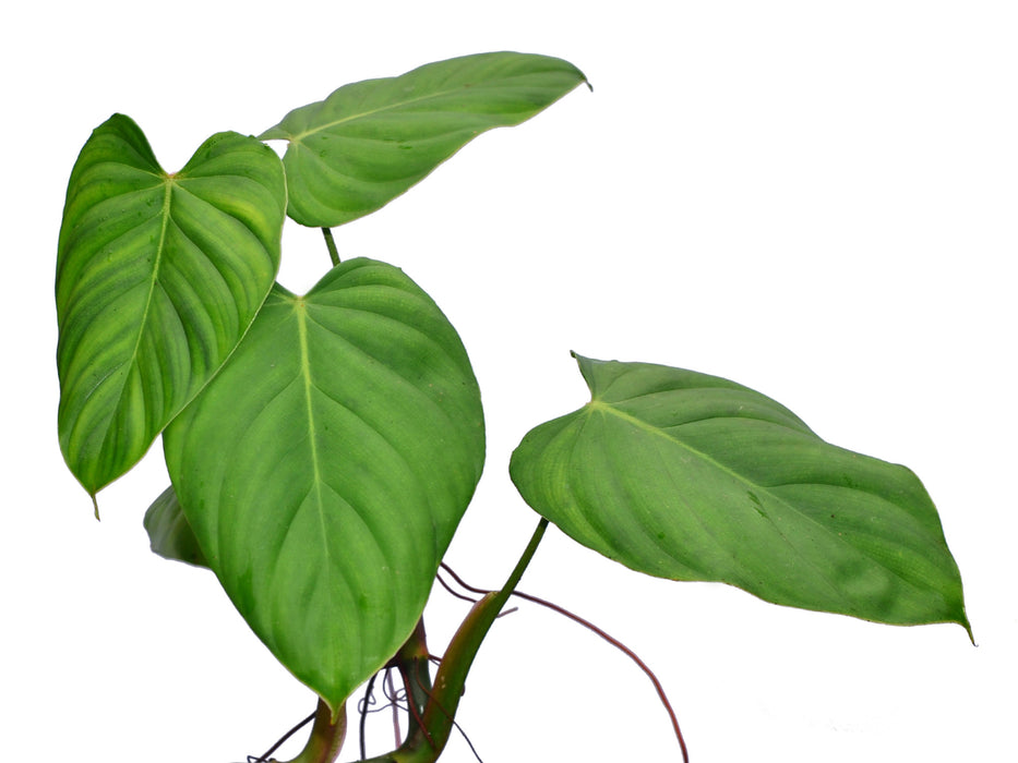 Philodendron nangaritense