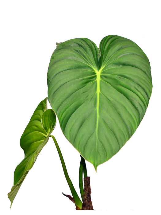 Philodendron pastazanum