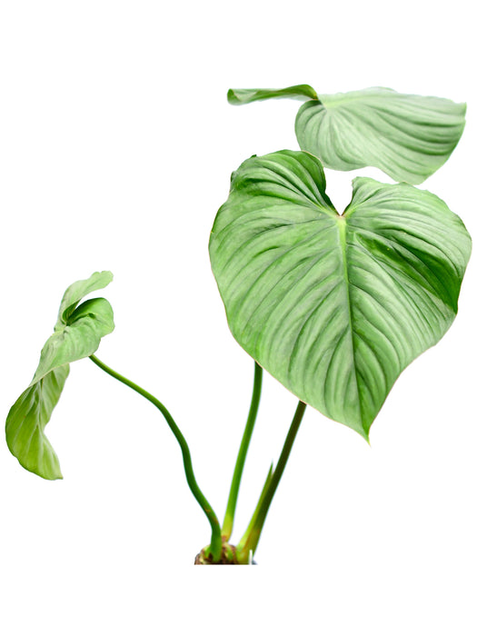 Philodendron pastazanum