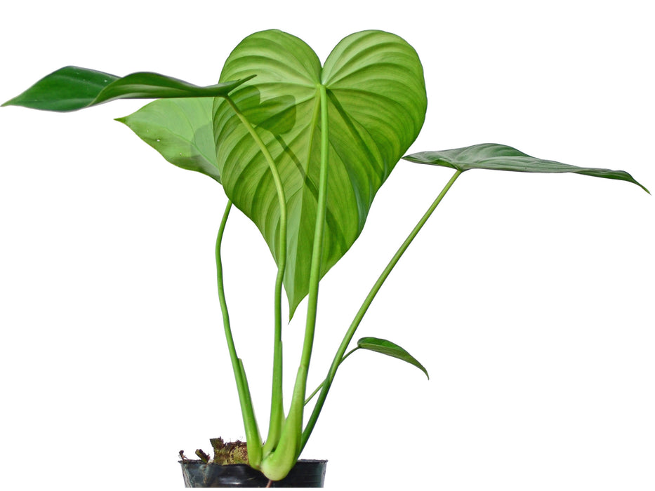 Philodendron pastazanum