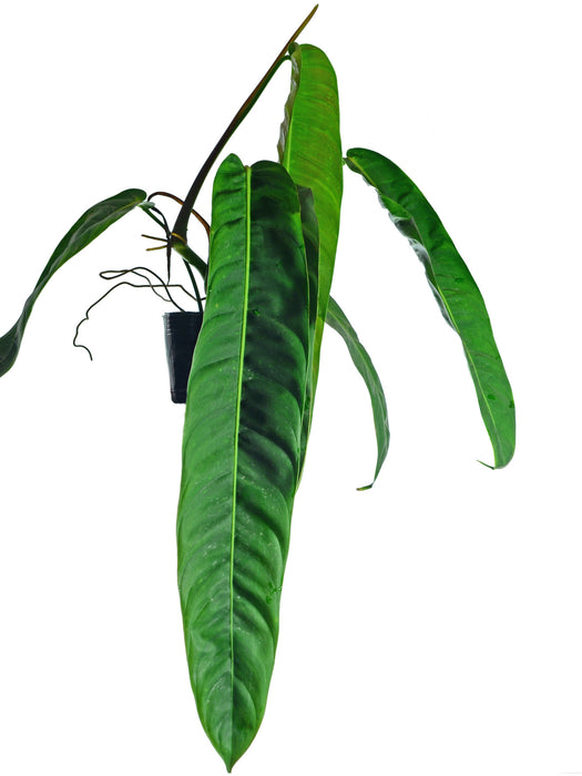 Philodendron patriciae