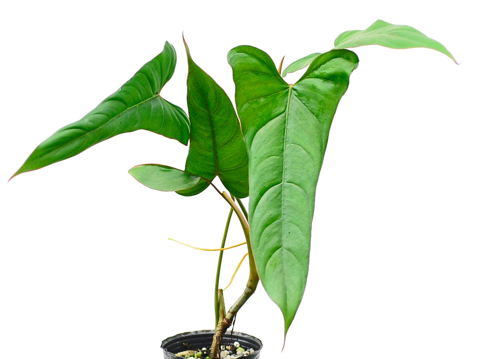 Philodendron pinnatilobum aff