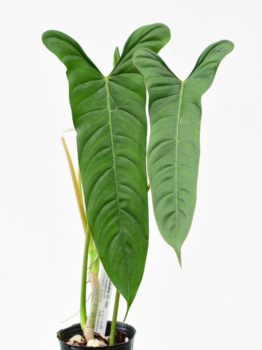 Philodendron pinnatilobum aff