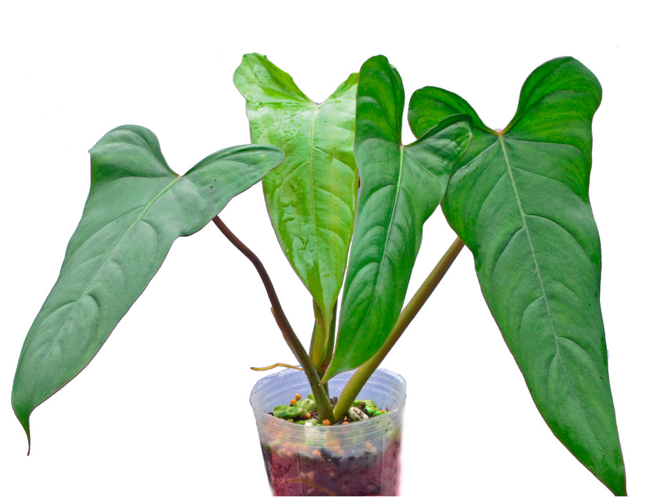 Philodendron pinnatilobum aff