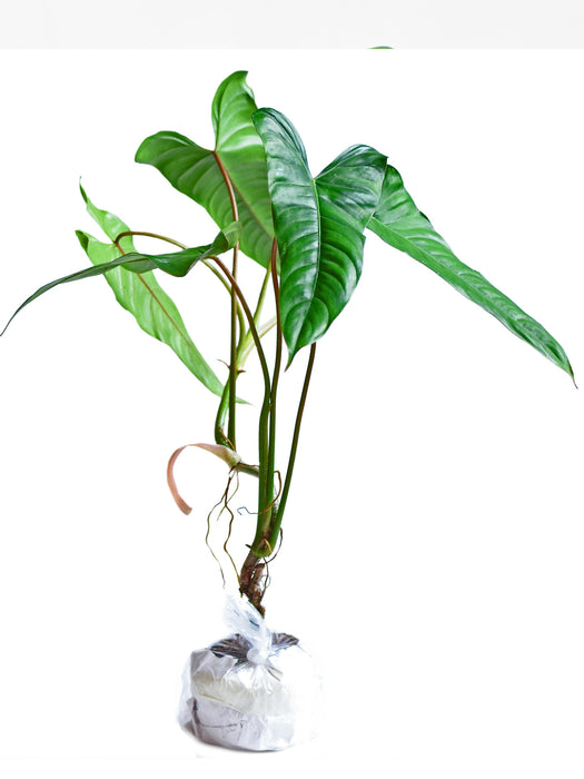 Philodendron pinnatilobum aff