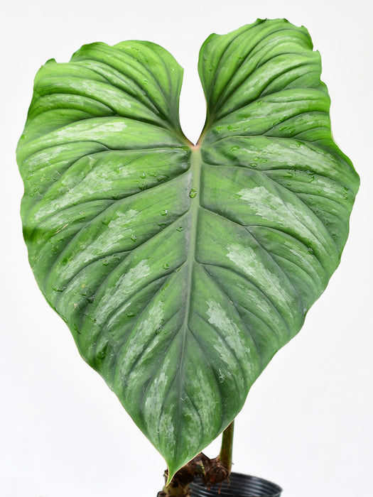 Philodendron plowmanii