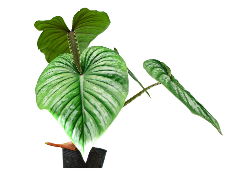 Philodendron plowmanii