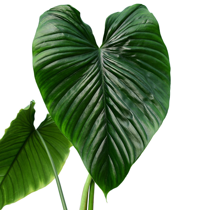 Philodendron rubrocinctum Platinum