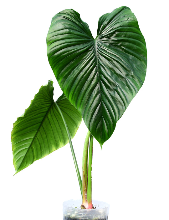 Philodendron rubrocinctum Platinum