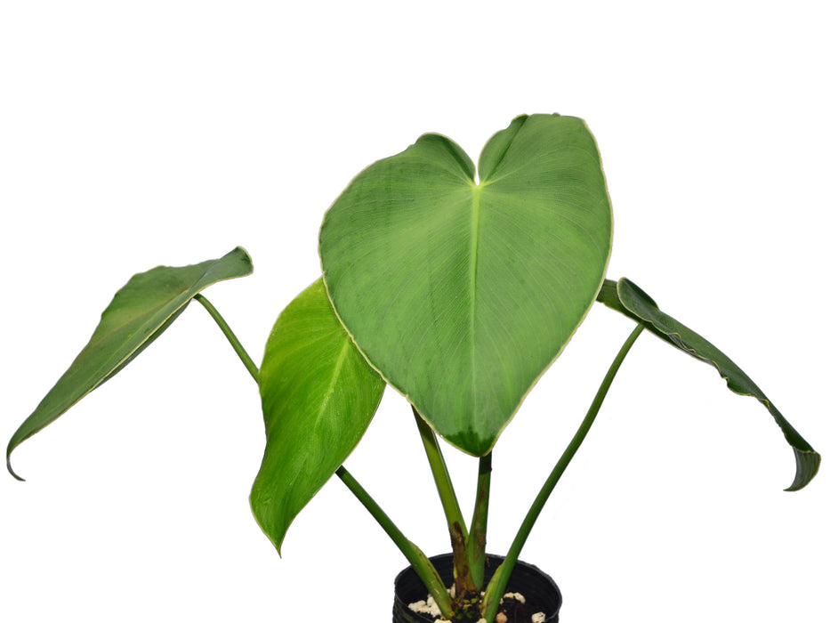 Philodendron rugosum