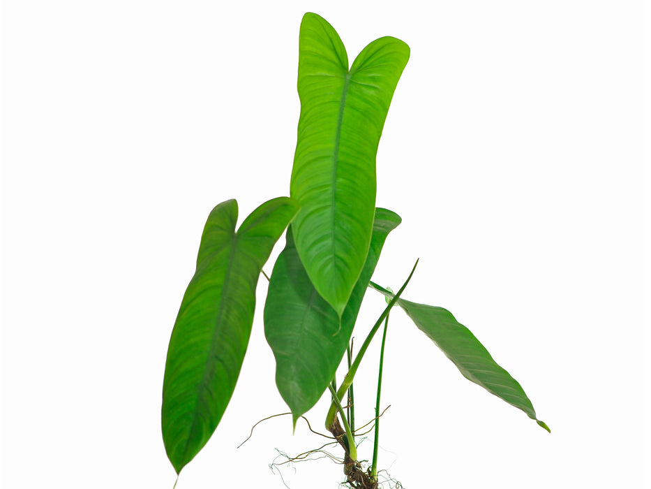 Philodendron sharoniae