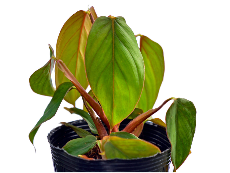 Philodendron smithii red