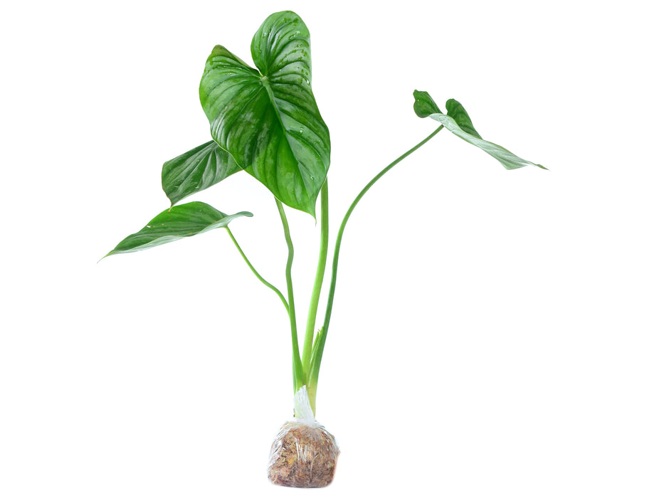 Philodendron sodiroi aff