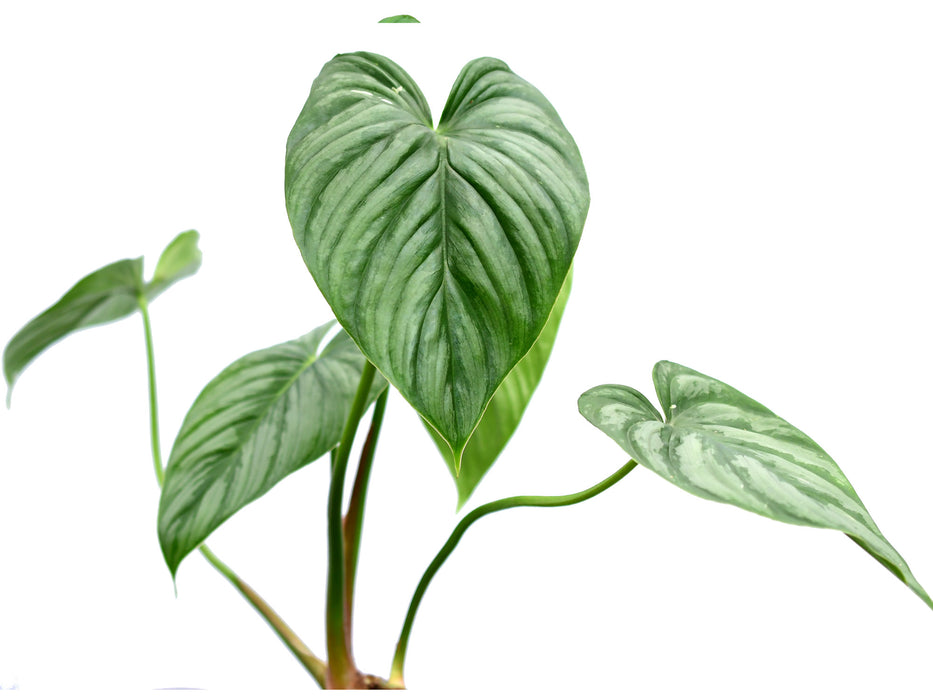 Philodendron sodiroi aff