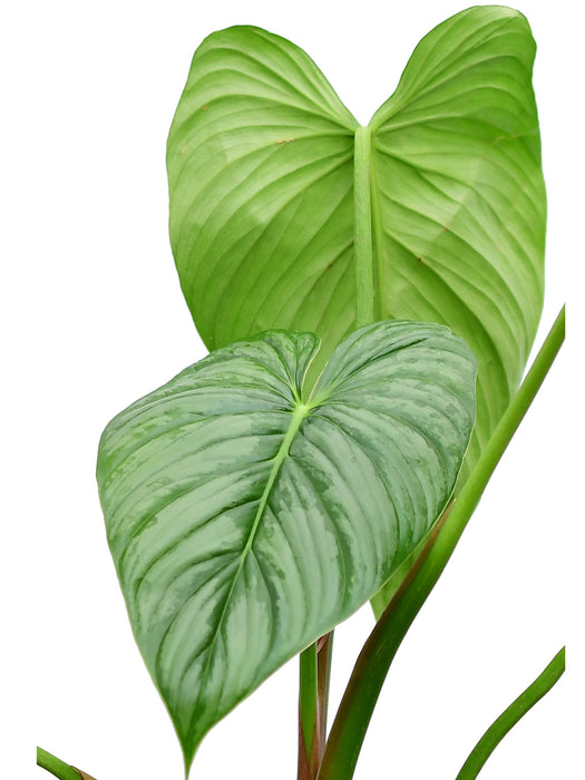 Philodendron sodiroi aff