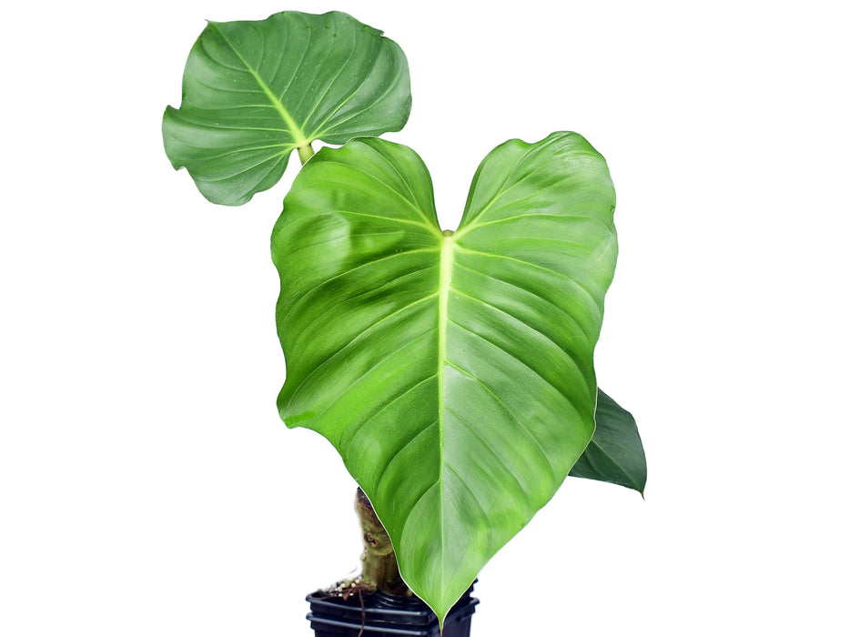 Philodendron sparreorum