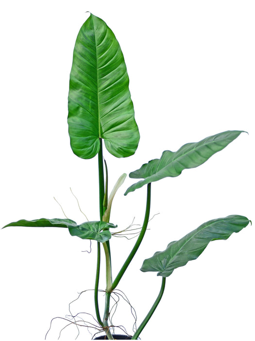 Philodendron subhastatum