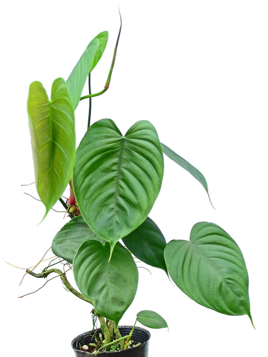 Philodendron tenue