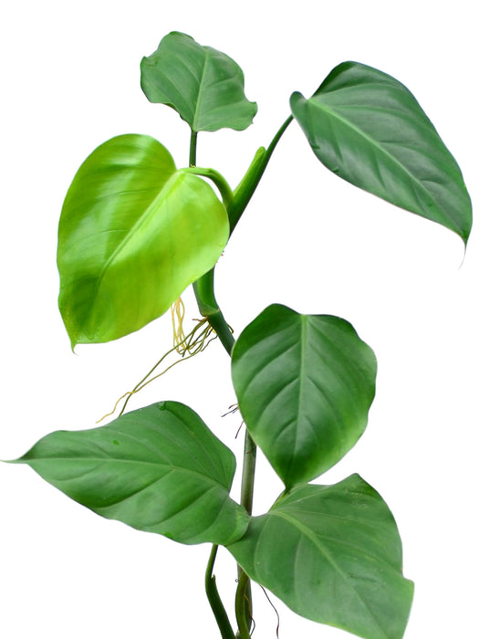 Philodendron undulatum 1