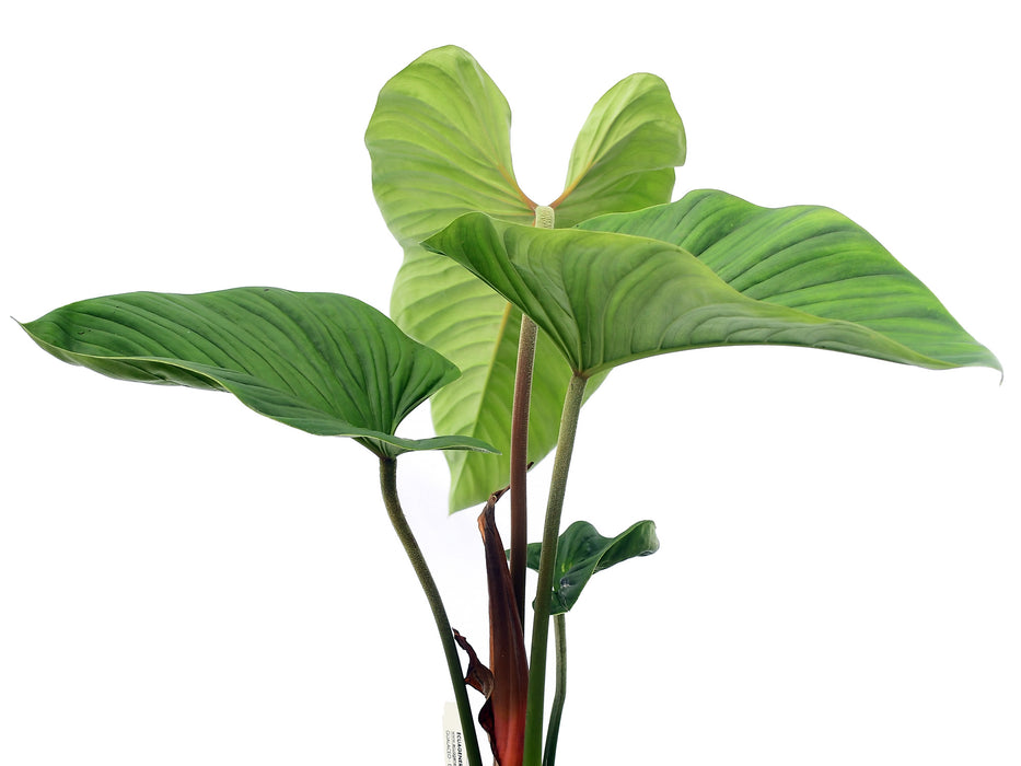 Philodendron verrucapetiolum