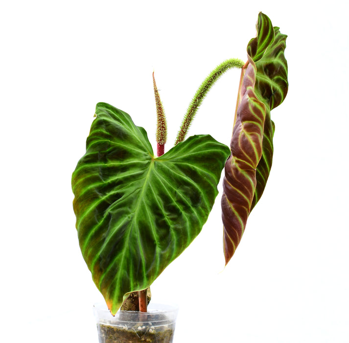 Philodendron verrucosum Fantasy