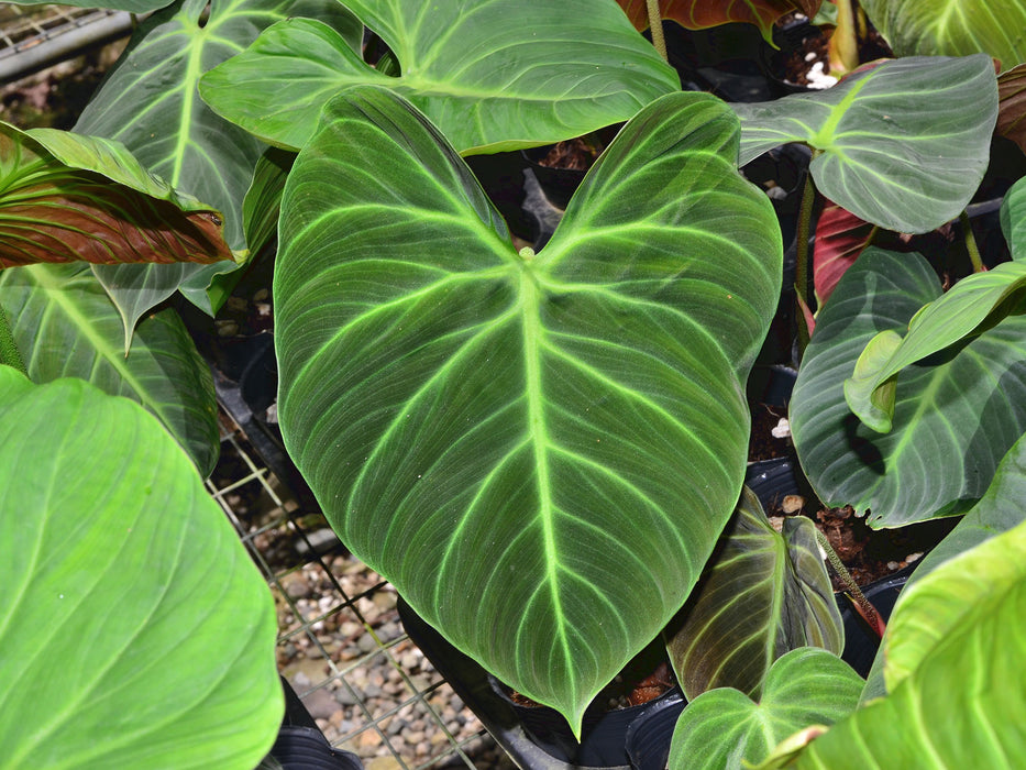 Philodendron verrucosum 5