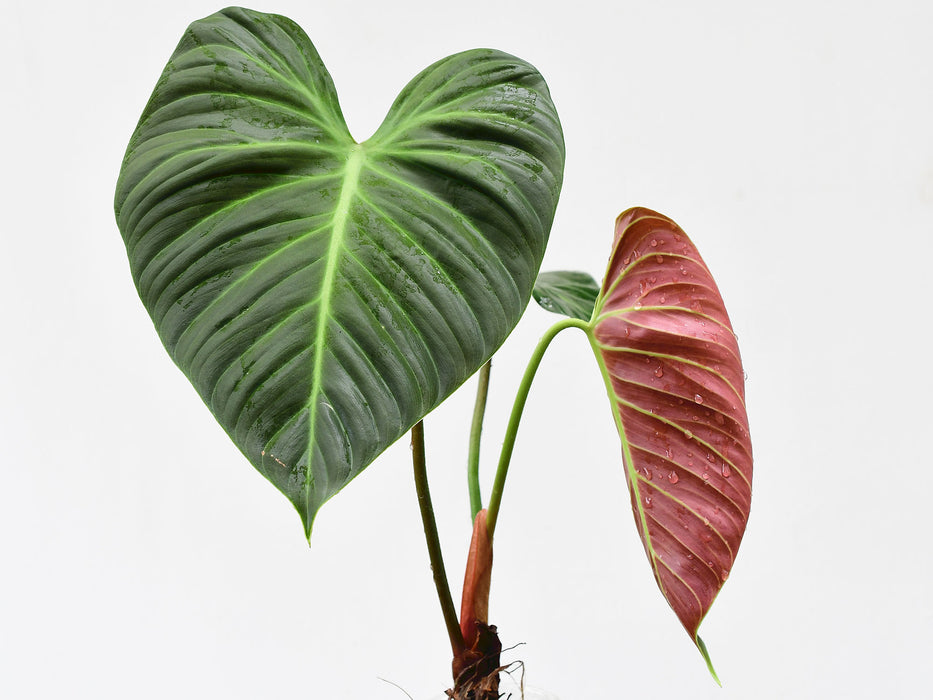 Philodendron verrucosum 5