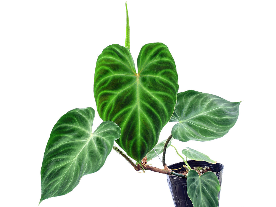 Philodendron verrucosum Panther