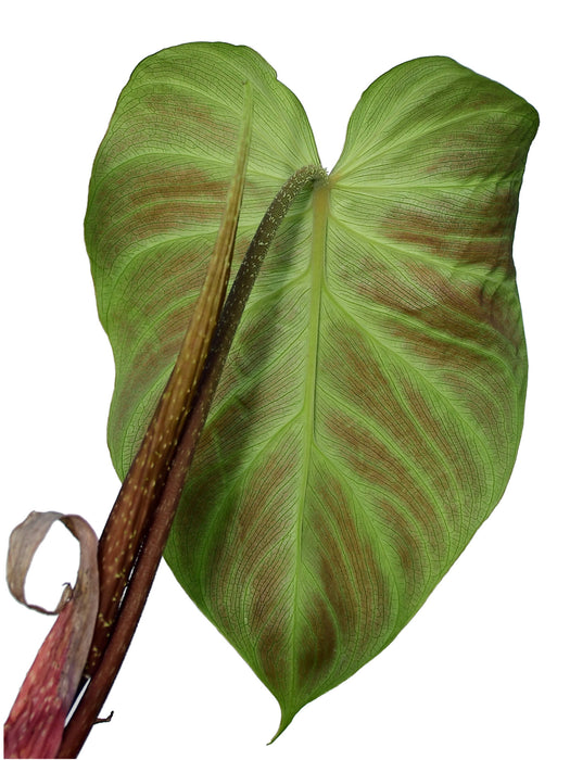 Philodendron verrucosum form 'Melon'