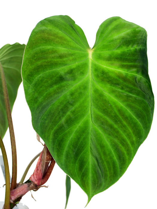 Philodendron verrucosum form 'Melon'