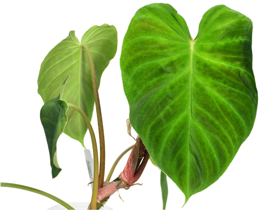 Philodendron verrucosum form 'Melon'