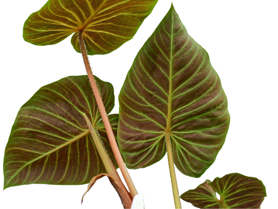 Philodendron verrucosum Rojo