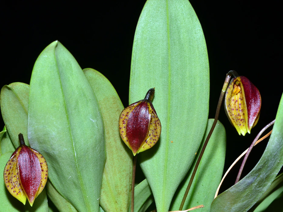 Phloeophila pelecaniceps