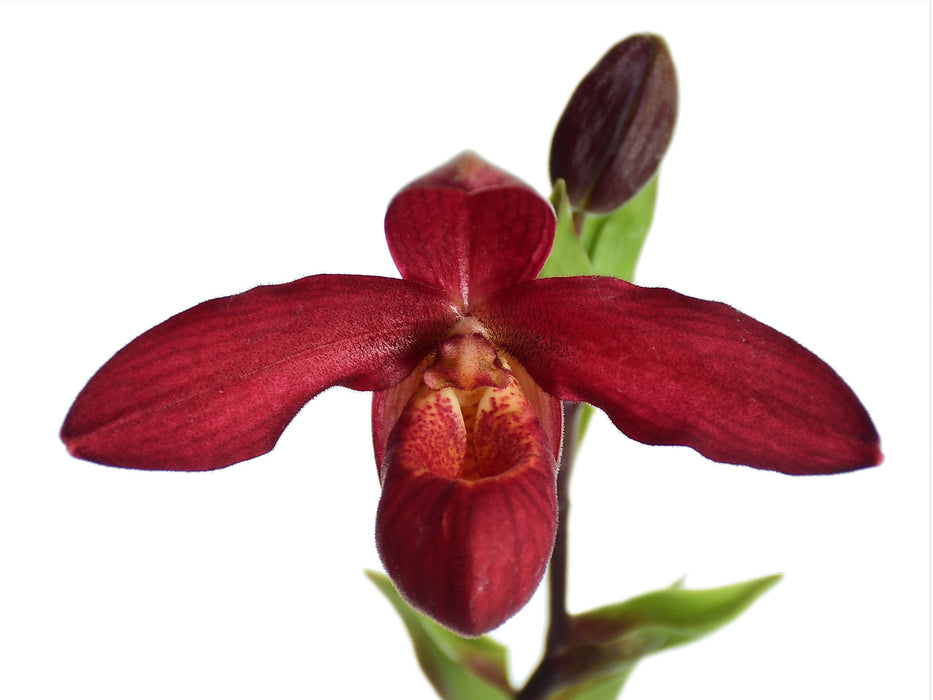 Phragmipedium Andean Fire