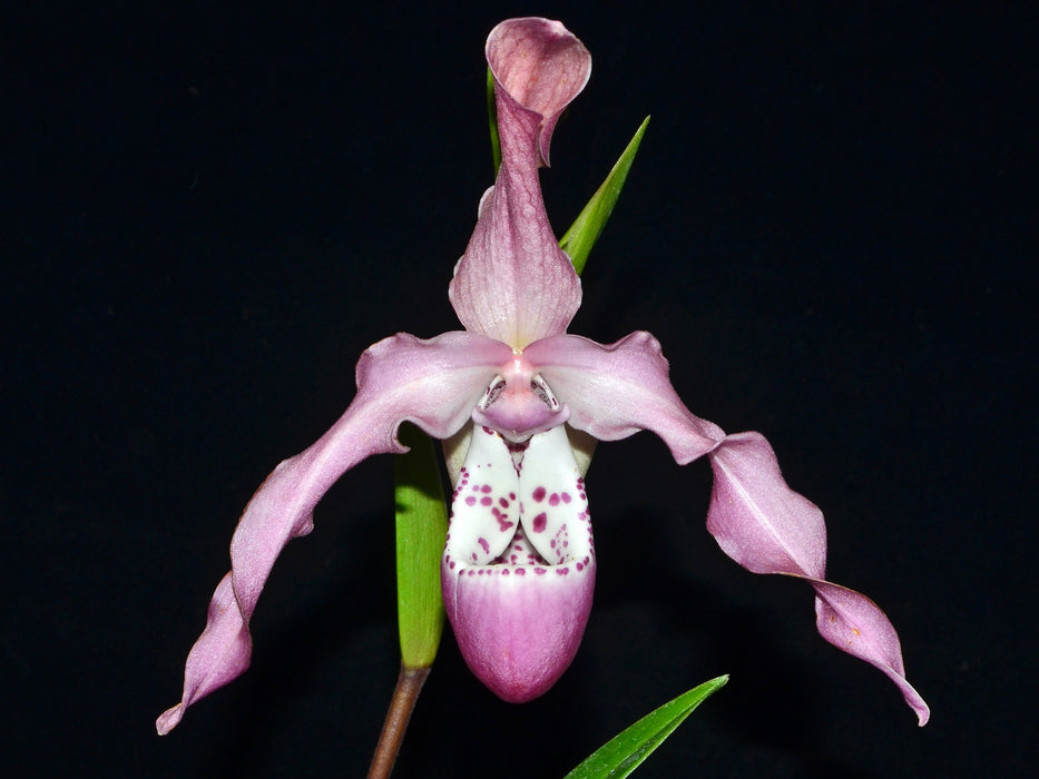 Phragmipedium Andean Tears