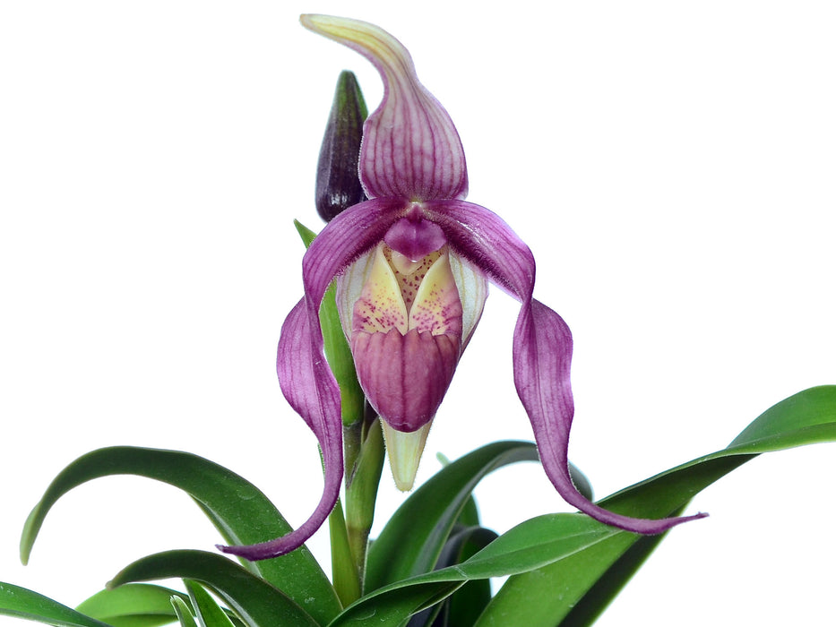 Phragmipedium Carol Kanzer