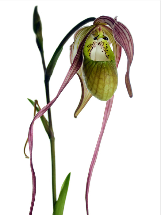 Phragmipedium Diana Salazar