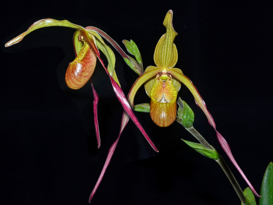 Phragmipedium Geralda